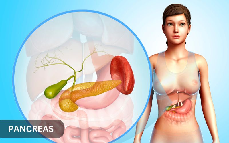 5 Tanda Pankreas Kamu Butuh Perhatian Khusus